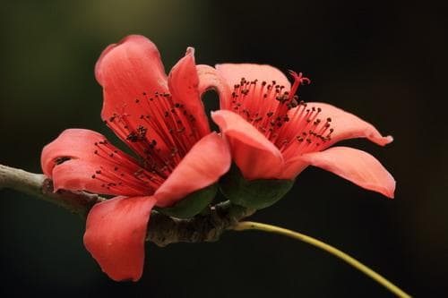 广州市花——木棉花开