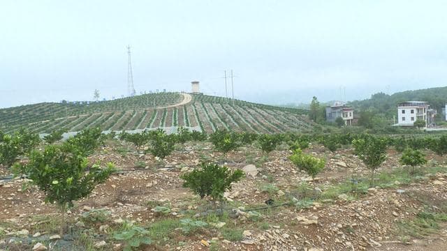 道县：高标准脐橙园管护忙
