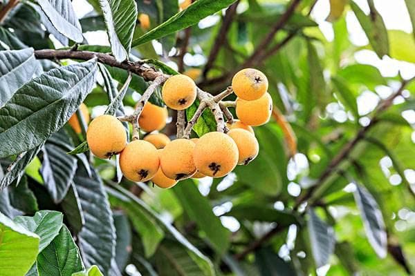 郑州地区常用园林植物品种、配置与选择