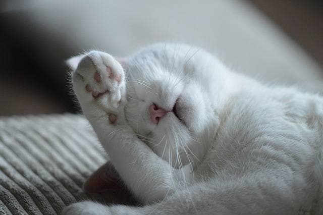 猫咪界的"洗剪吹"：为什么喵星人爱互相舔毛？