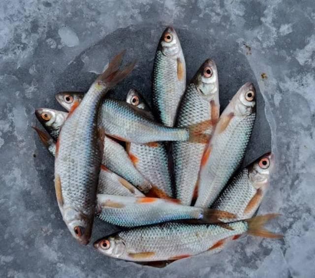 鱼肉虽营养，鱼胆黑膜不能吃，专家教你安全食用