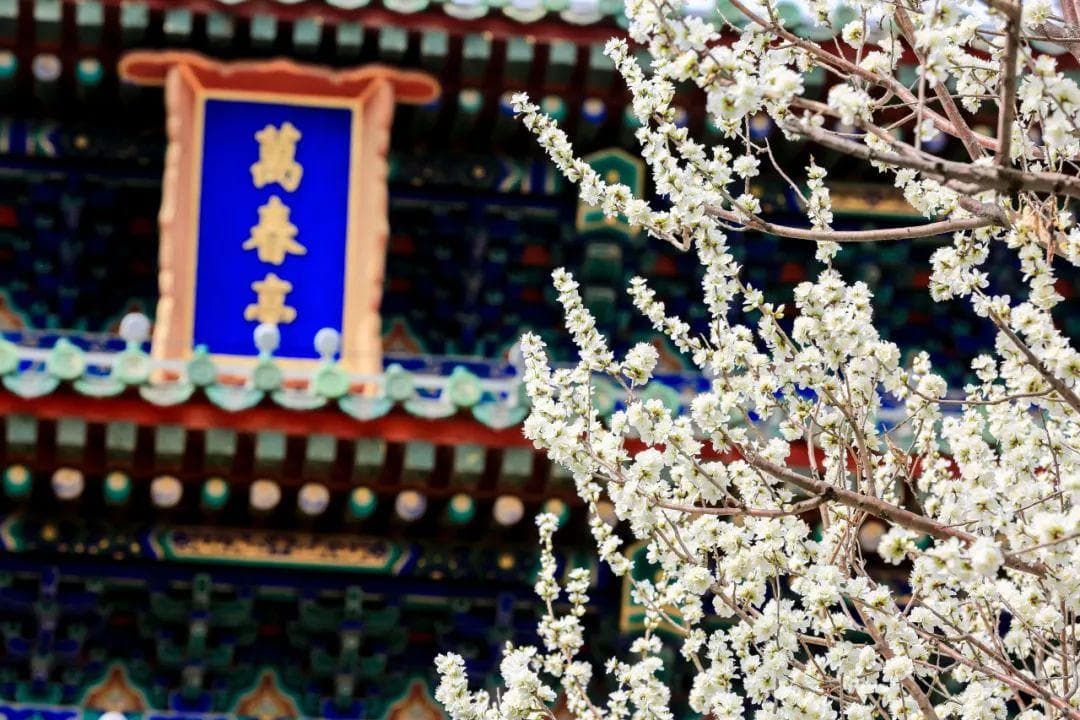 来景山公园登高赏花，邂逅春日气息