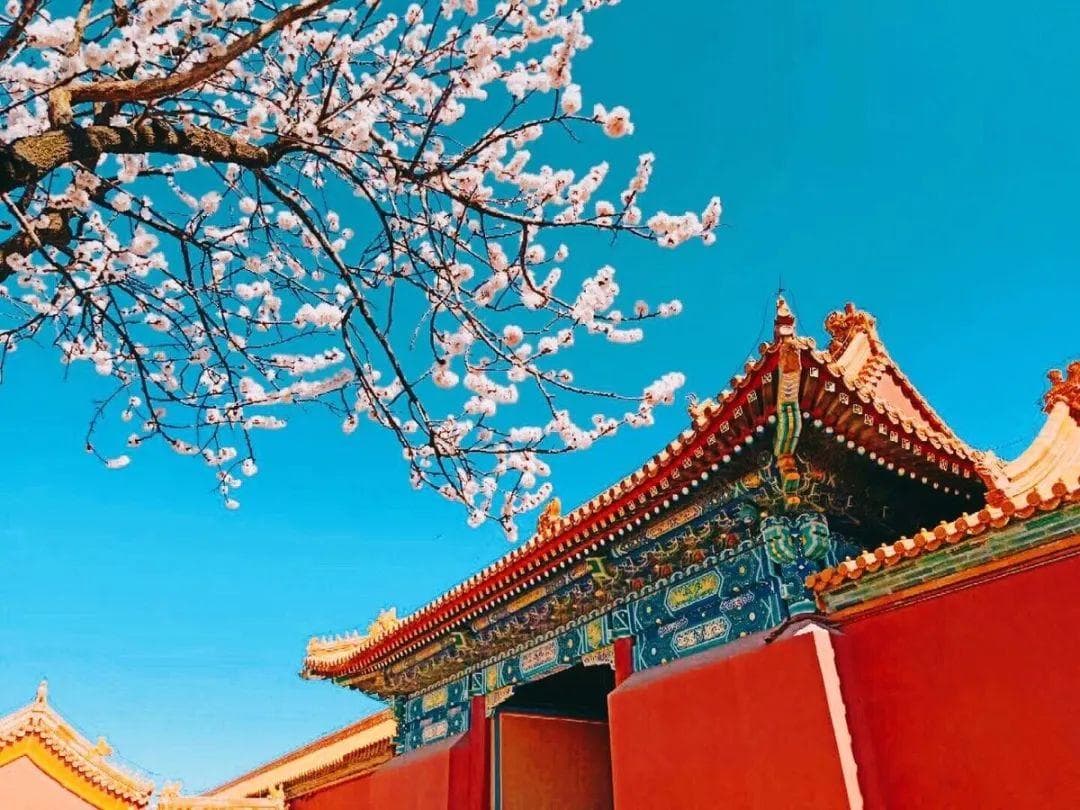 桃花摄影的6个实拍技巧,简单易学,请收藏好