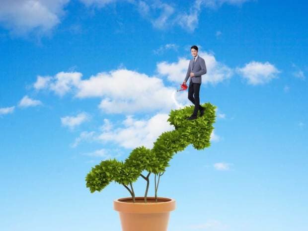 高方花盆适合养什么花？选择与搭配的艺术