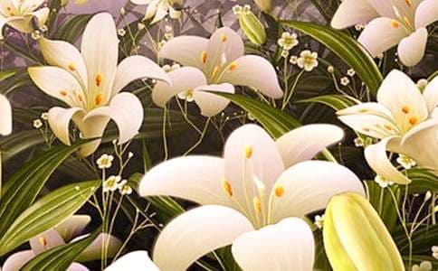 百合花的观察日记
