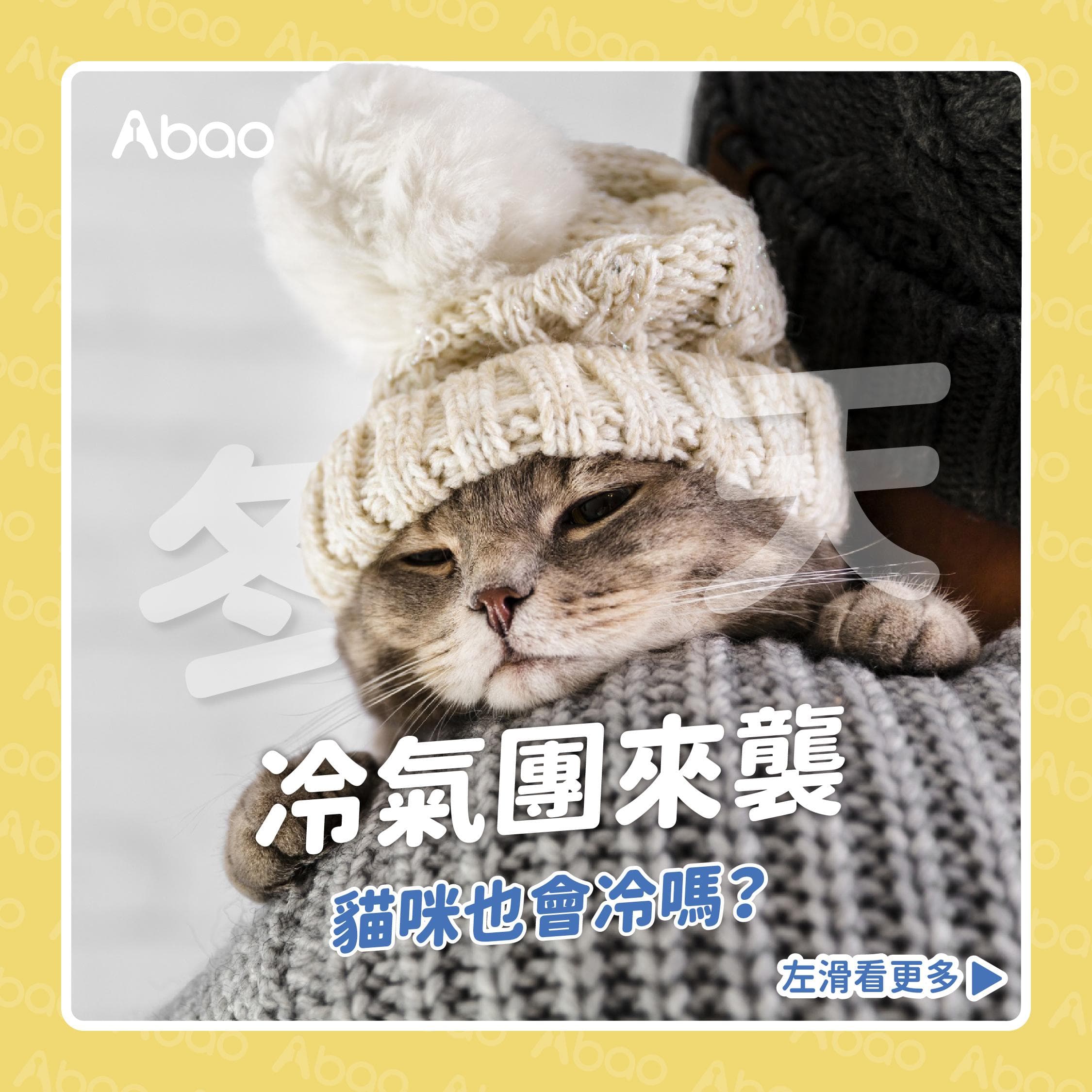 冬天冷氣團來襲，貓咪也會冷嗎？專業解答與保暖全攻略