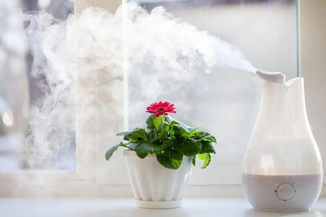 干燥季救命指南：加湿器的正确打开方式，不允许你不知道