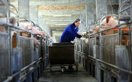 规模化猪场保障动物福利的建议