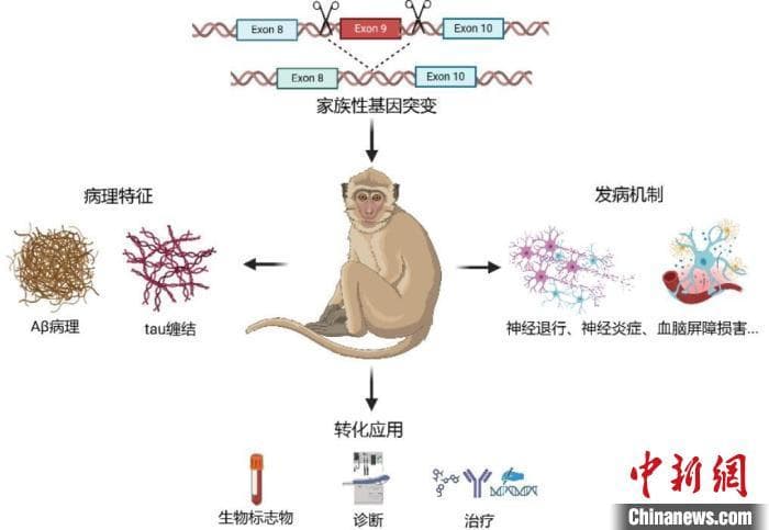 深圳研究团队成功建立阿尔兹海默病新型猴模型