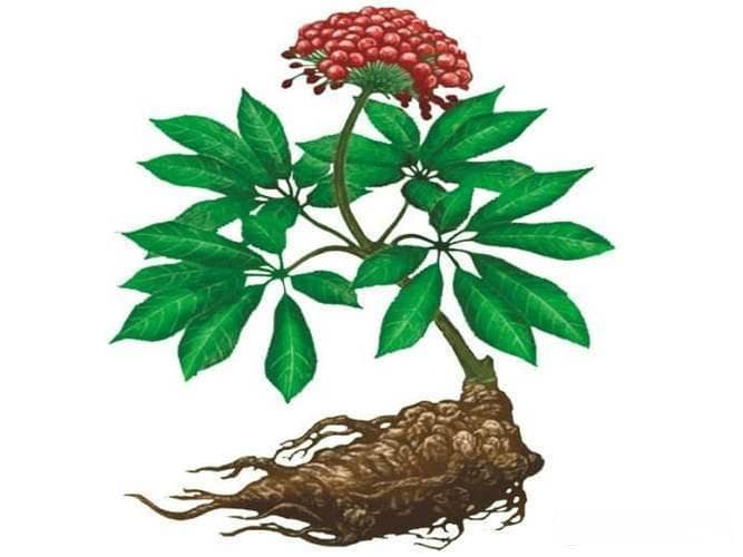 三七粉：活血化瘀功效佳，四招教你辨真伪