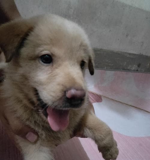 如何正确清理金毛犬的耳朵？（金毛犬耳朵清洁指南）