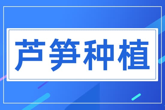 2024芦笋高产种植技术全攻略