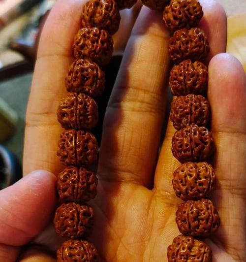 金刚菩提——神秘的种子之谜（探究金刚菩提的起源、特点及价值）