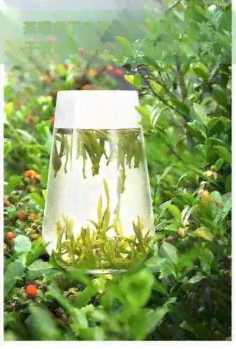 茶喝多了会不会变黄皮肤：关于茶叶饮用对肤色影响的研究探讨