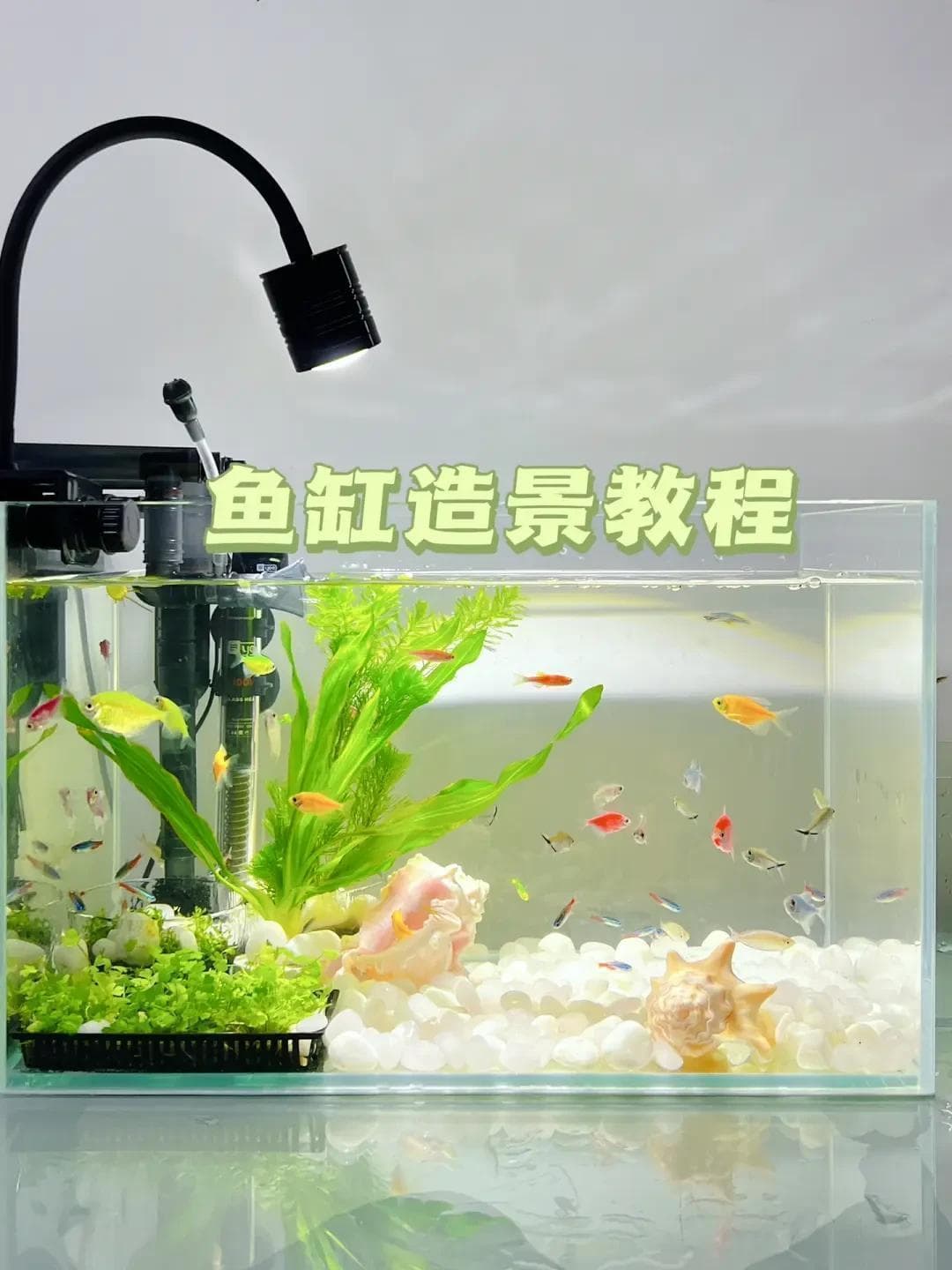 DIY鱼缸造景全指南：从选择鱼缸到布局技巧，打造你的水中绿洲