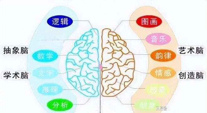 左撇子独有的思维方式