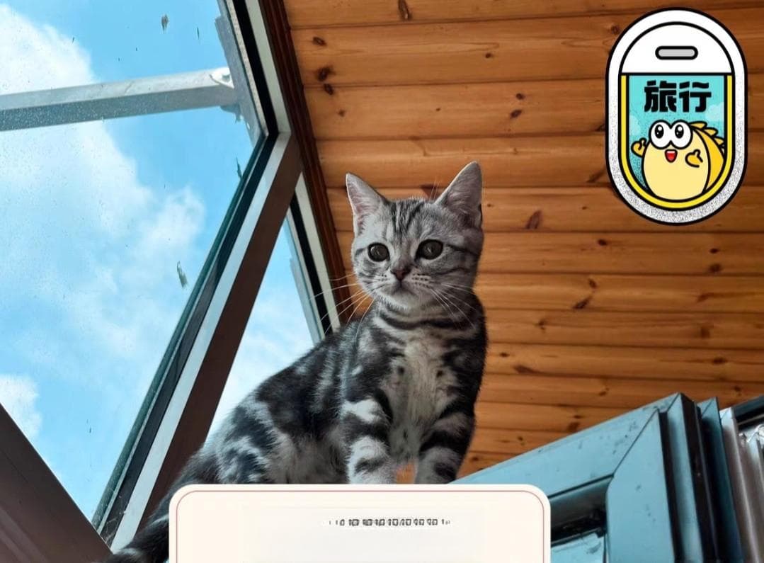 猫在夏天很容易遇到胃口不好的问题怎么办?