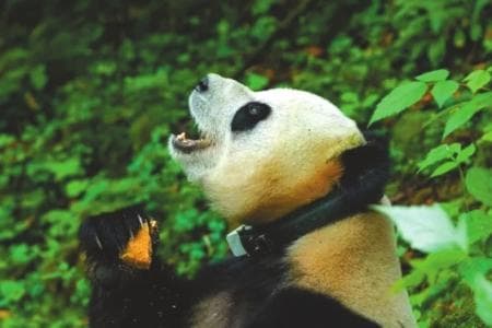 为什么要对大熊猫进行野化放归？