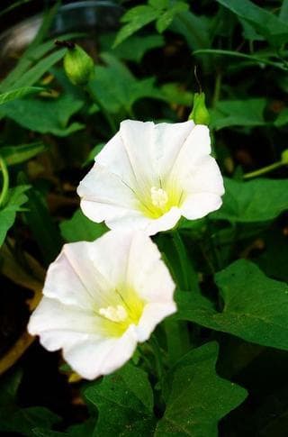 牵牛花：从观赏到药用的多重价值