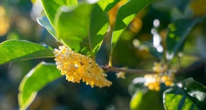 如何保护桂花树苗免于冬季冻害