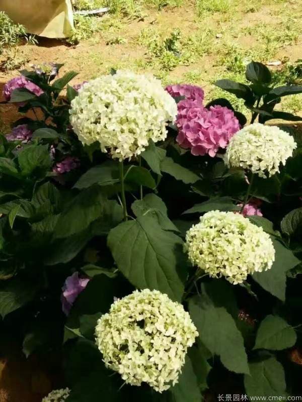 八仙花的种植密度：不同品种如何合理布局？