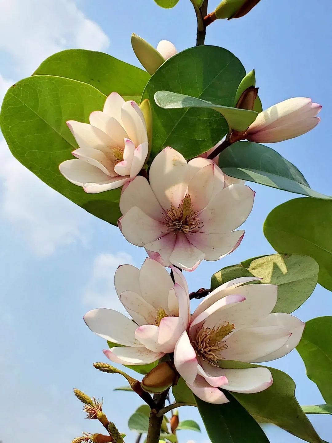 含笑花：矜持、含蓄的东方名花