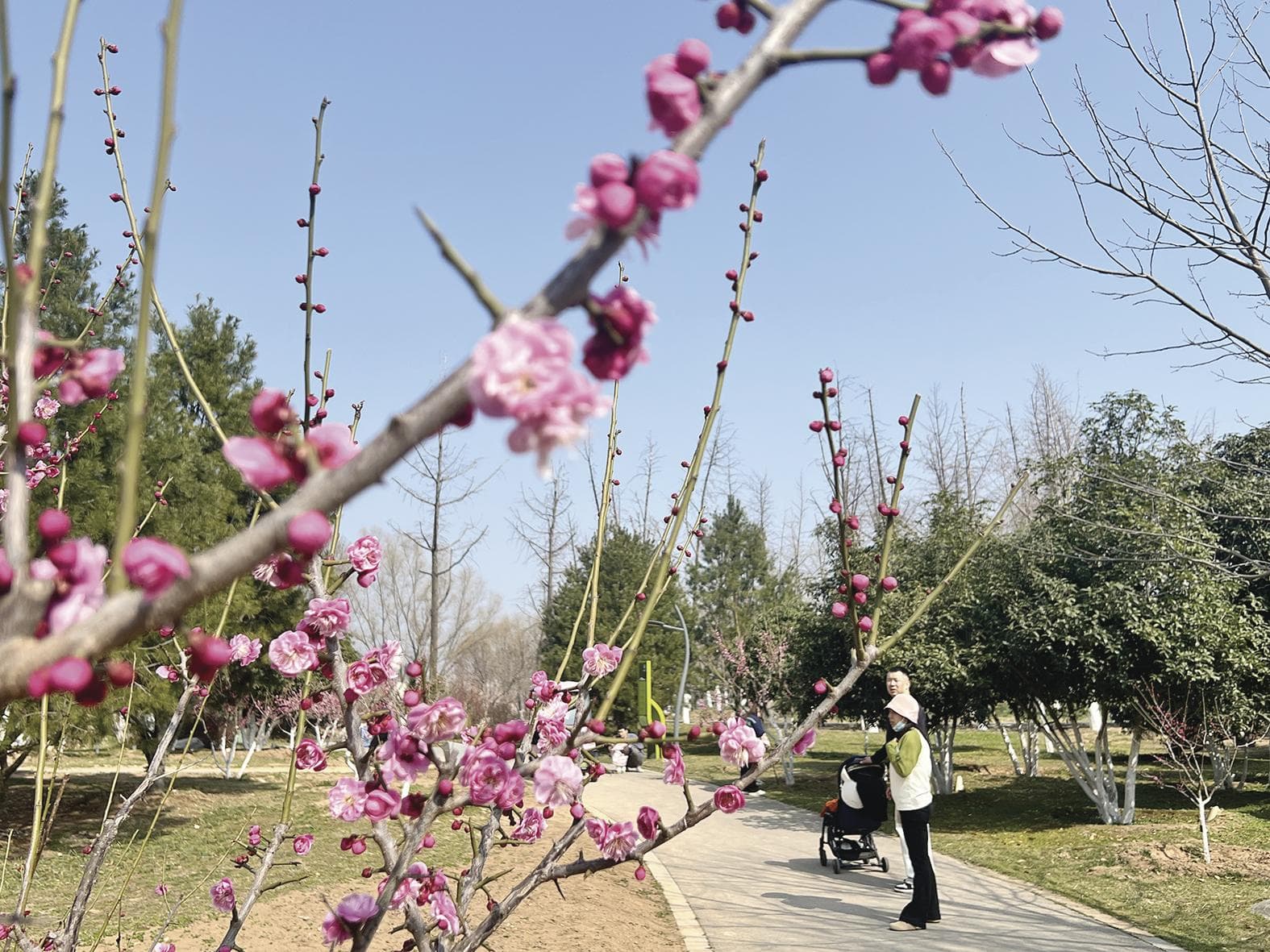 春日花香满长安 西安迎来赏花季