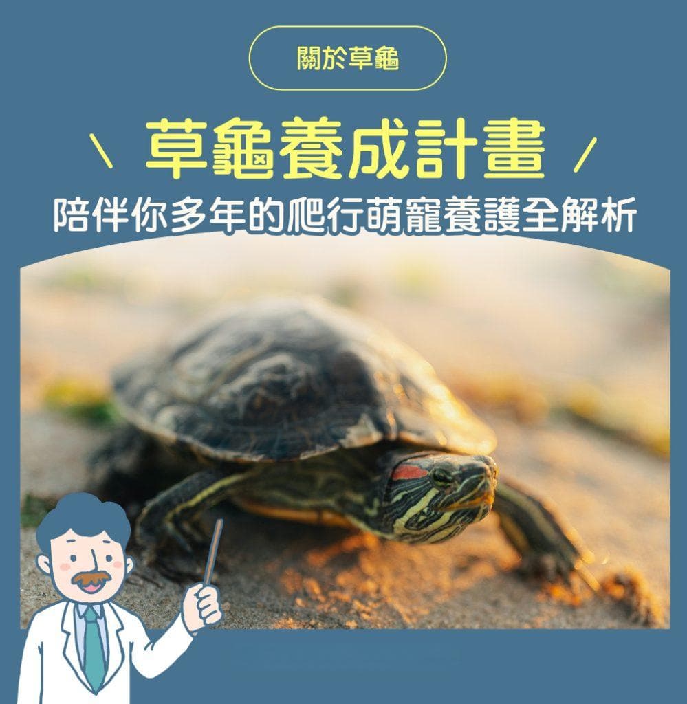 草龜養成計畫：最友善療癒系烏龜萌寵飼養全解析