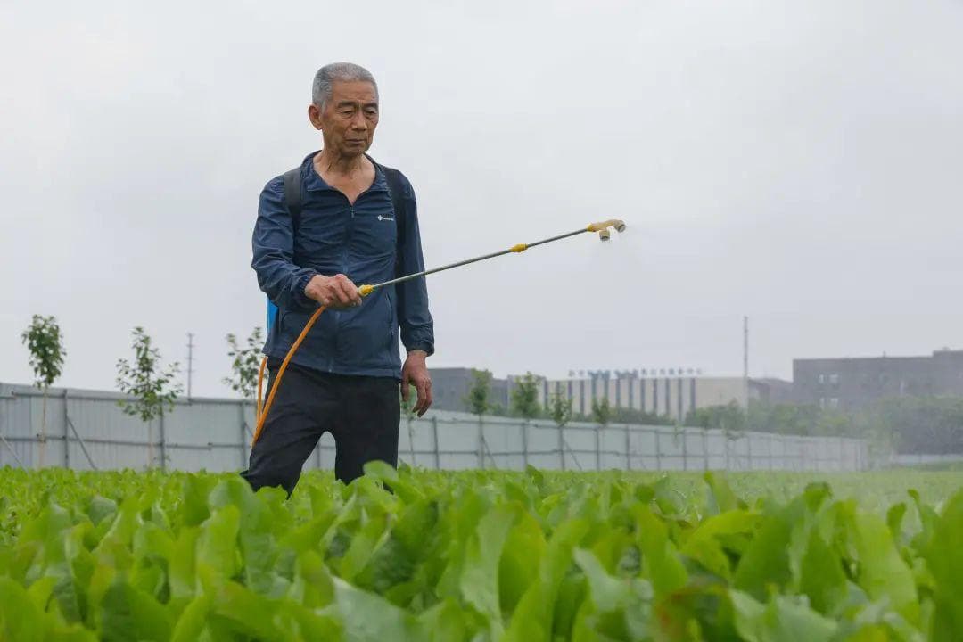 25天即可收获，种一次采收25年！这种菜亩产值达10万元，很多人没见过