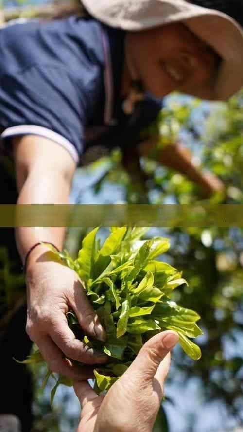 普洱生茶采摘标准及时间详解：最新标准与采制区别
