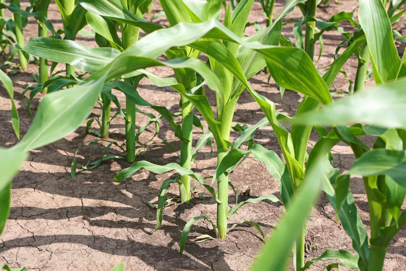 种植玉米所需的氮磷钾肥比例以多少为宜？
