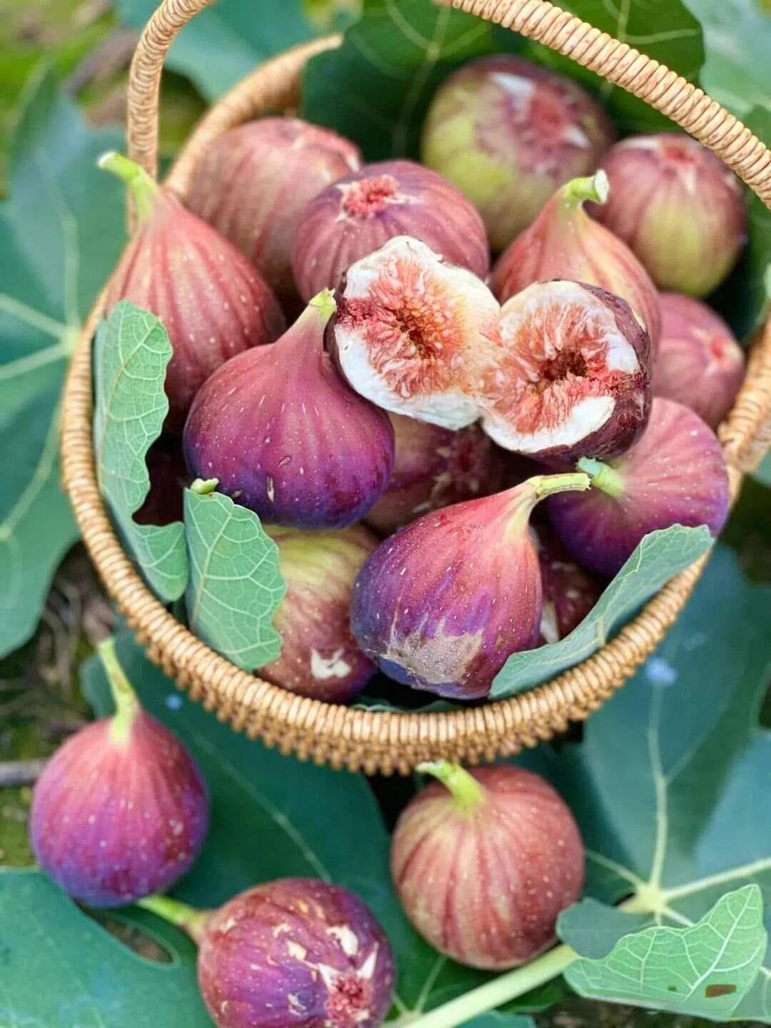 【中草药科普】每天认识一味中草药-无花果