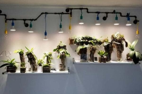 什么类型的光最适合室内种植植物？