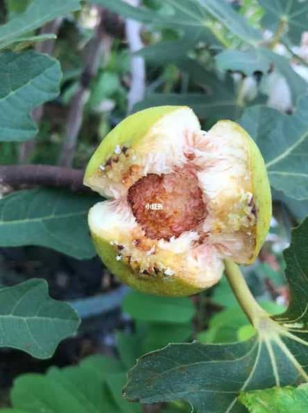 无花果开花吗？开花后怎么养护？