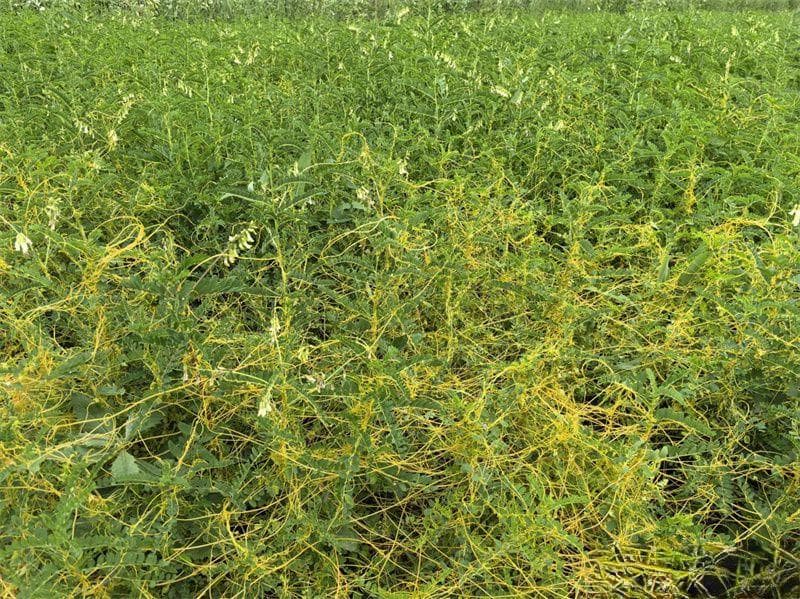 甘肃陇西：菟丝子威胁中药材产业，综合防控方案已实施