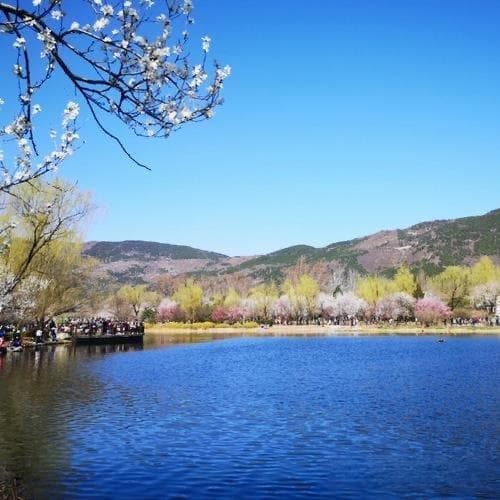 麝香成分解析与科学应用研究