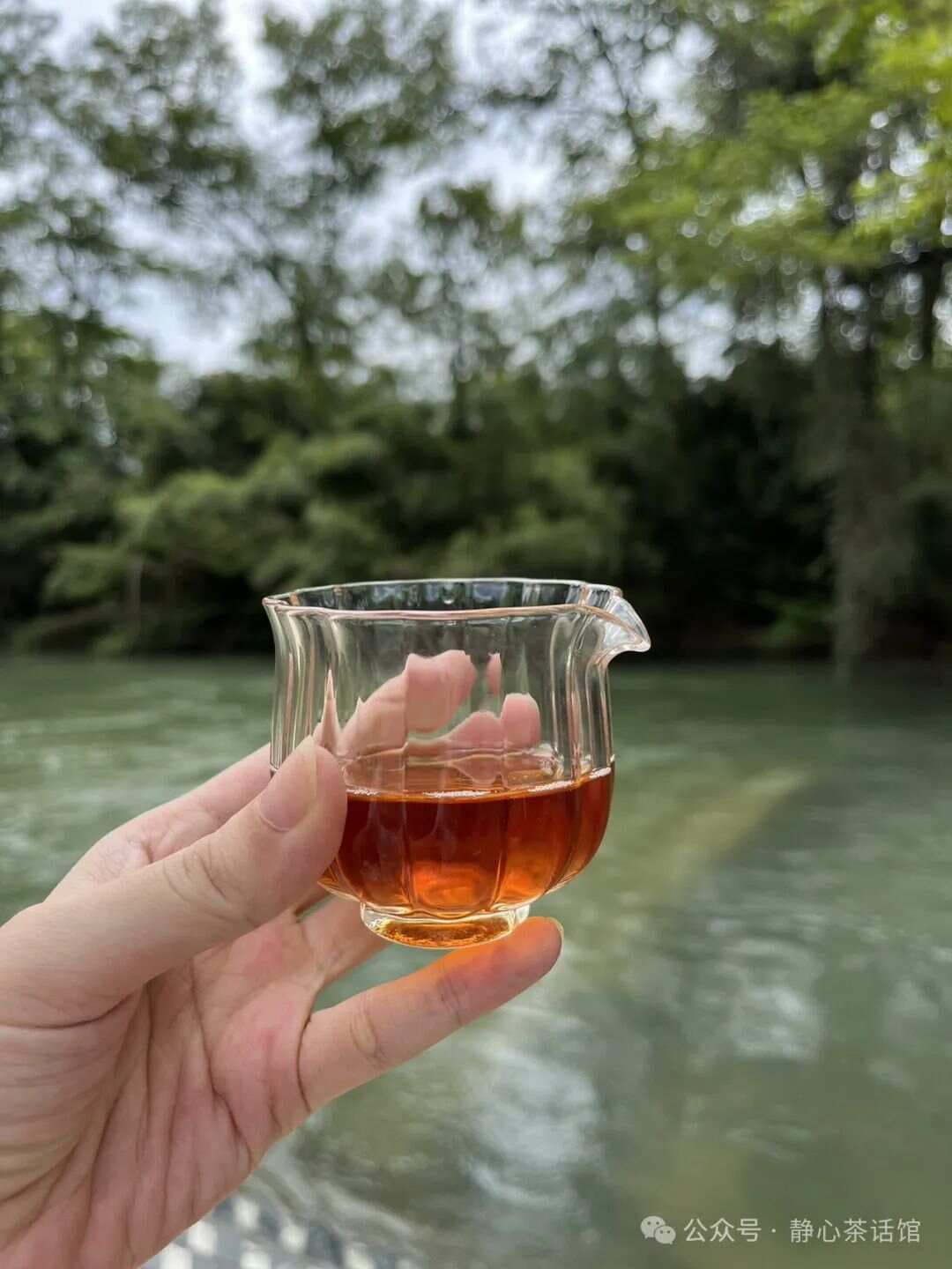 什么茶可以每天喝