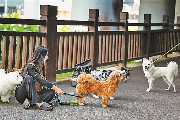 节假日家中萌宠有了新去处 家庭寄养轻松搞掂毛孩子