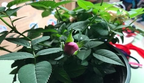 玫瑰的种植与护理完全指南