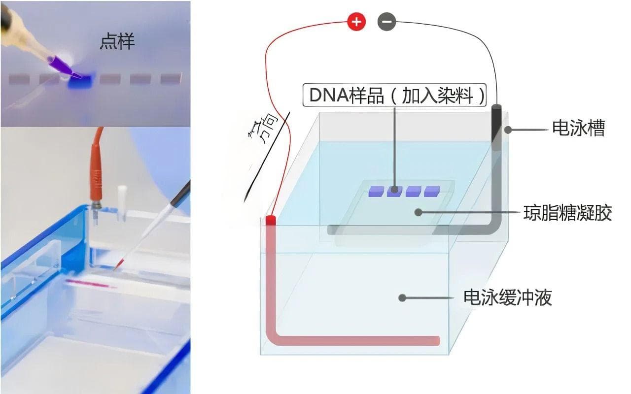 优化琼脂糖凝胶电泳结果分析的方法