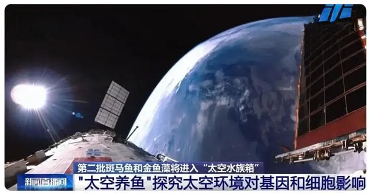 或再次“出征”太空！斑马鱼在微重力环境中的最新研究及应用进展