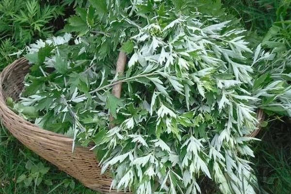艾草什么时候种植最好？