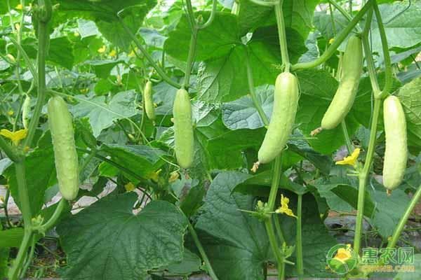 二十四节气蔬菜种植时间表