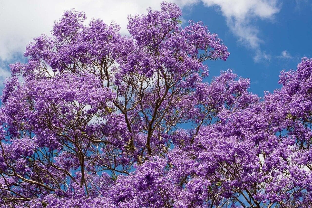如何在花盆裡養藍花楹？