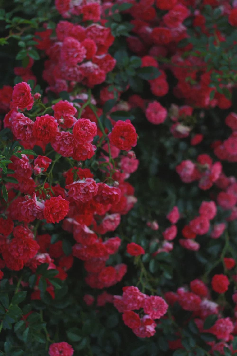冬季修剪月季，你的花园会更美吗？