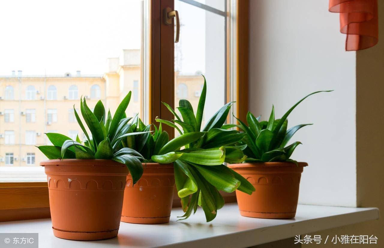 养好虎皮兰，只需管好自己的小手，叶子长老高，轻松养爆盆
