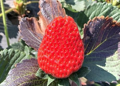 草莓成熟的季节是几月