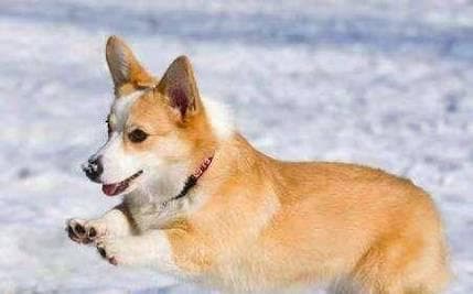 柯基犬训练指南：从幼犬到成年的完整训练计划