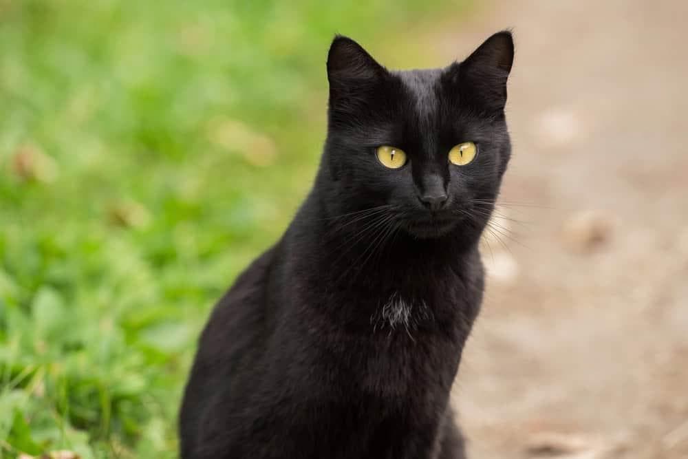 如何判断你的猫是否快乐
