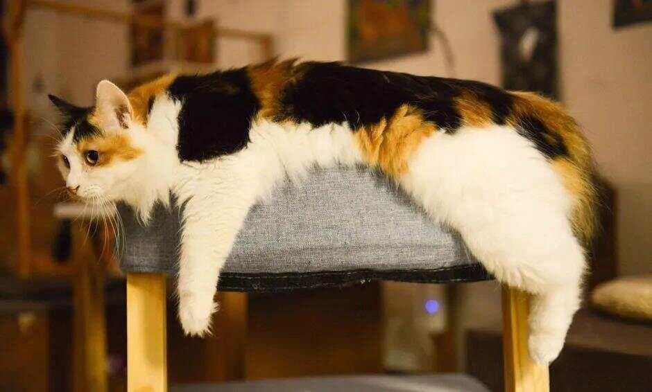 如何判断家里两只猫的地位高低？